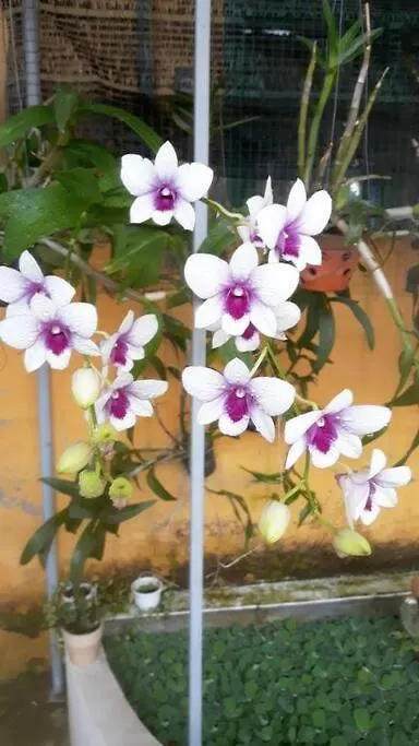 Hoi An Meditation 2- Whole Home With 3 Bed Room Apartamento Hoi An